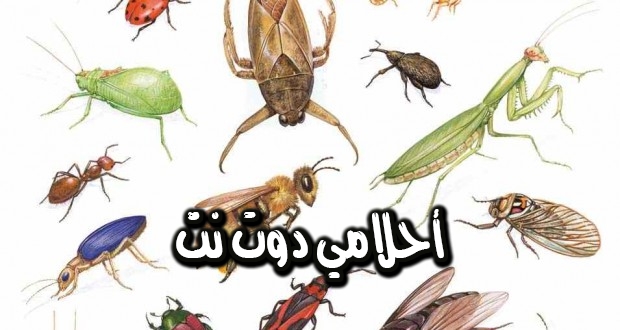 تفسير حلم الحشرات في المنام لابن سيرين تفسير حلم الحشرات في المنام للعزباء والمتزوجات والحوامل